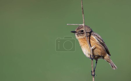  Female European Stonechat perched on a branch with the background green.