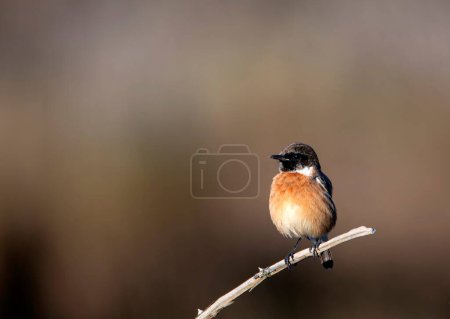 Male European Stonechat perched on a branch. Spain