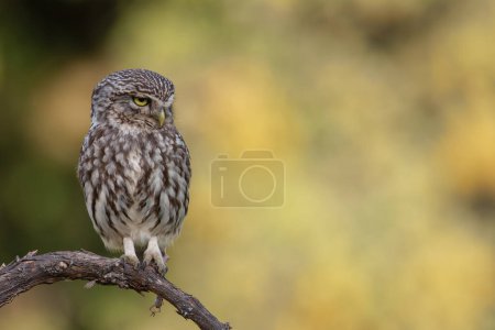 A little owl, Athene noctua perched on a branch.