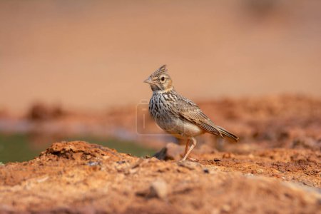 Crested Lark perched on the ground near a pond. Spain.