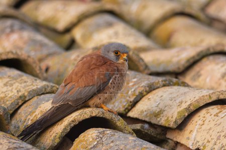 Male lesser kestrel perched on a roof. Wildlife.