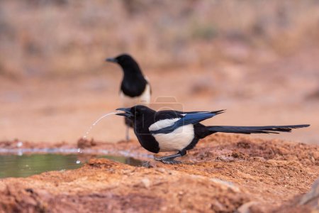Eurasian magpie drinking water in a pond. Spain.