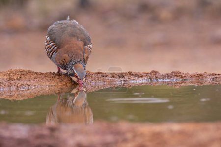 Red legged partridge drinking water at a pond in Castilla La Mancha, Spain