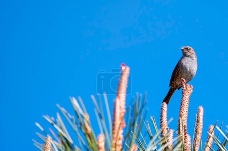  Dunnock, prunella modularis perched with blue sky in the background. Spain.