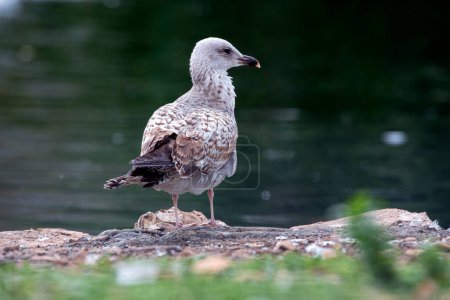 First year yellow legged gull perched on the shore. Spain.