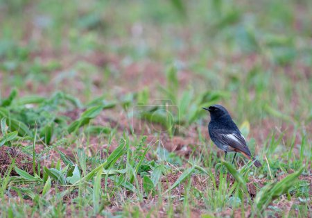  Male black redstart perched in a field searching for insects. Spain.