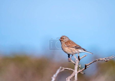 Female common linnet perched. Spain