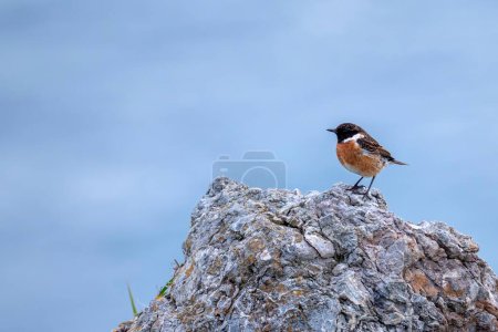 Hombre europeo Stonechat encaramado en una roca. España