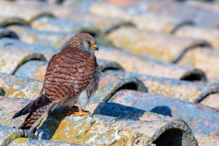 Female Lesser Kestrel perched on a roof. Wildlife.