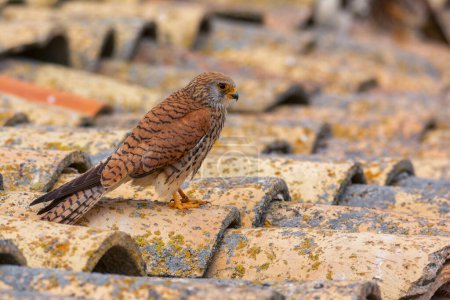 Female Lesser Kestrel perched on a roof. Wildlife.