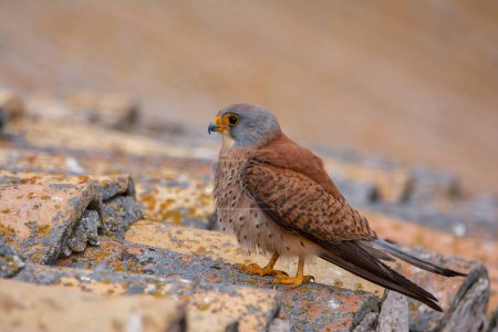 Male lesser kestrel perched on a roof. Wildlife.