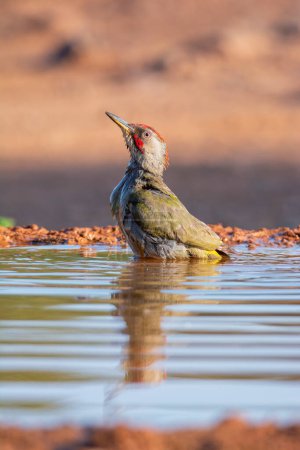 European green woodpecker taking a bath in a pond. Spain.