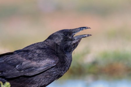 Carrion crow perched in a pond to drink water. Spain.