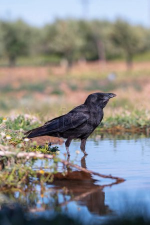 Carrión cuervo posado en un estanque para beber agua. España.