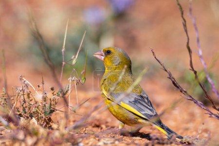Male European greenfinch perched on the ground eating seeds. Spain