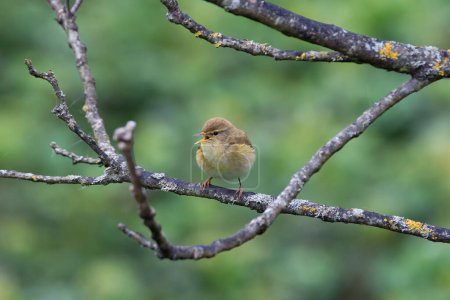 Photo for Iberian chiffchaff perched on a branch singing. Spain. - Royalty Free Image