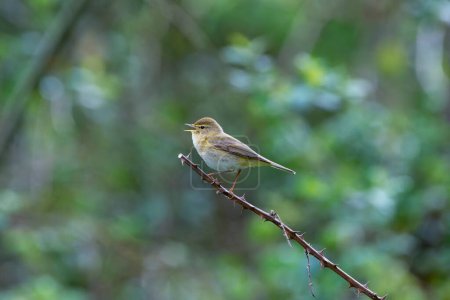 Iberian chiffchaff perched on a branch singing. Spain.