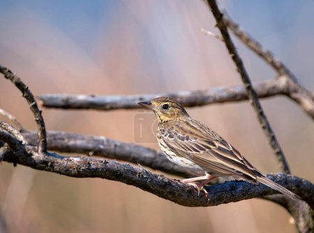 Tree pipit perched on a branch. Spain.