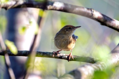 Common grasshopper warbler perched on a branch. Spain.