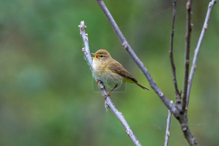 Iberian chiffchaff perched on a branch singing. Spain.