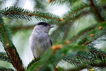 Male blackcap perched on a pine tree. Spain