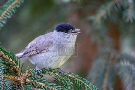 Photo for Male blackcap singing on a pine tree. Spain - Royalty Free Image