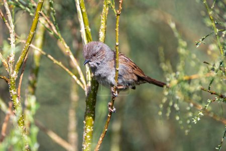 Dunnock, prunella modularis perched on a branch. Spain.                             