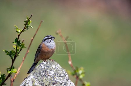 Rock bunting, emberiza cia perched on a rock. Spain.