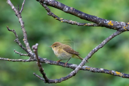Photo for Iberian chiffchaff perched on a branch. Spain. - Royalty Free Image