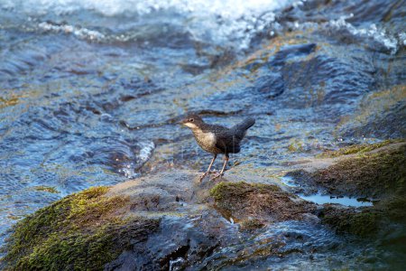 Young white throated dipper on moss rock. River on background. Spain.