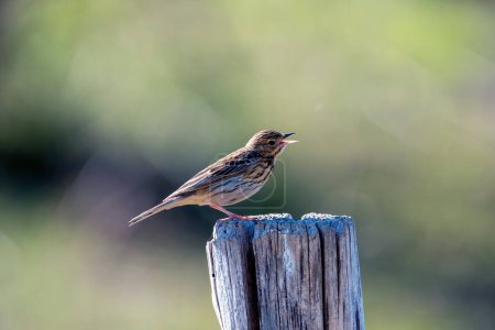 Tree pipit singing on a wooden post. Spain.