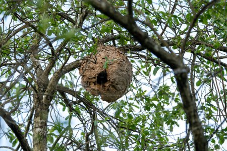 Foto de Nido de avispas asiáticas, Vespa velutina en un árbol. España. - Imagen libre de derechos