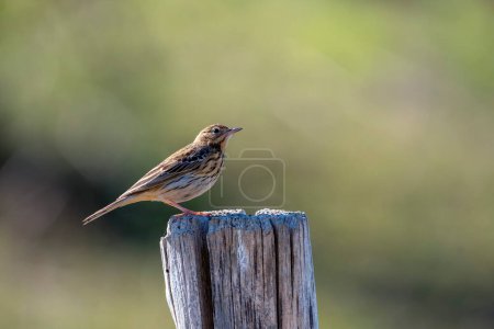 Tree pipit perched on a wooden post. Spain.