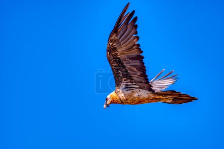 Foto de Buitre barbudo volando, Gypaetus barbatus en los Pirineos, España. - Imagen libre de derechos