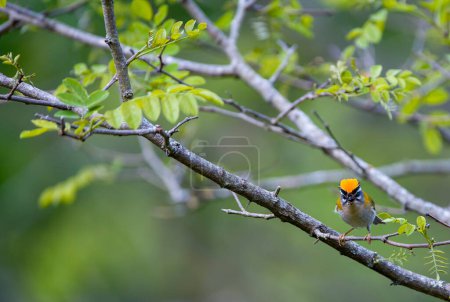 Foto de Un petardo común cantando en una rama. España - Imagen libre de derechos