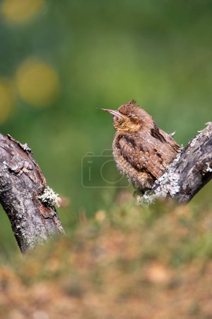 Eurasian Wryneck perched on a log. Spain.