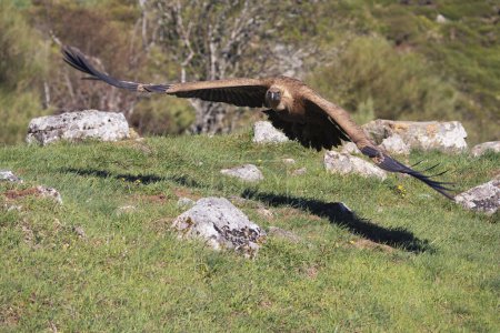 Foto de Buitre leonado aterrizando en el campo. España. - Imagen libre de derechos