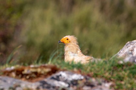 Egyptian vulture perched on the ground. Spain