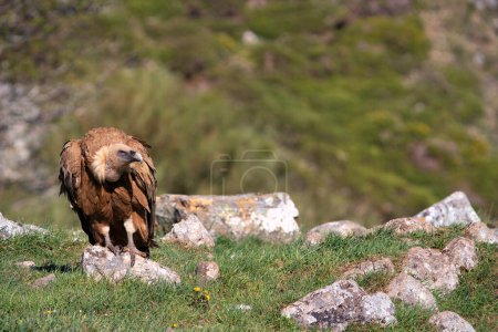 Foto de Buitre leonado en el prado en España
. - Imagen libre de derechos