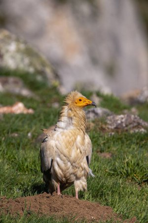 Egyptian vulture perched on the ground. Spain