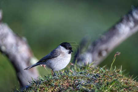 Marsh tit perched on a on the ground. Spain.