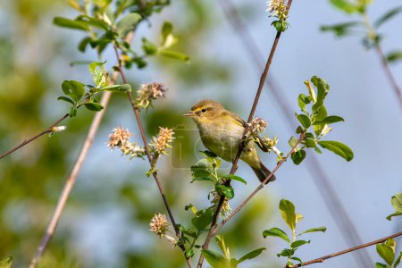 Iberian chiffchaff perched on a branch. Spain.