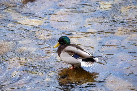 Foto de Pato real macho en el estanque. España. - Imagen libre de derechos