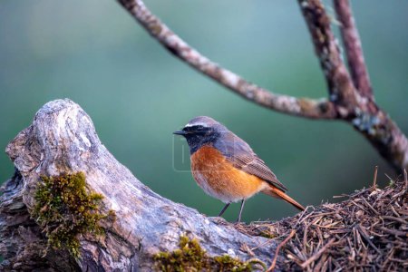 Male common redstart on a branch. Spain.