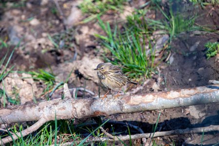 Meadow pipit perched on a branch on the ground.Spain.