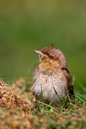 Eurasian Wryneck perched on a ground. Spain.