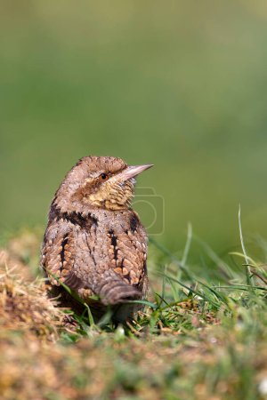 Eurasian Wryneck perched on a ground. Spain.