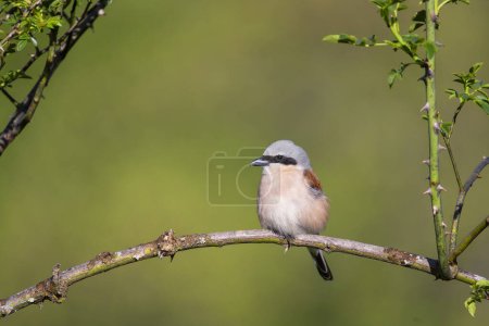 Male red backed shrike perched on a branch. Spain