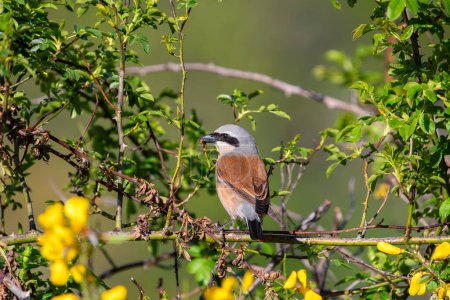 Male red backed shrike perched on a branch. Spain