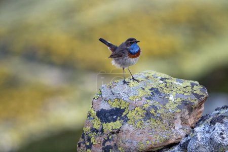 Bluethroat male perched on a rock. Spain.